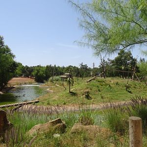 03/05/17 - Ring-tailed lemur (island)