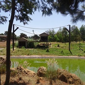 03/05/17 - Ring-tailed lemur (island)