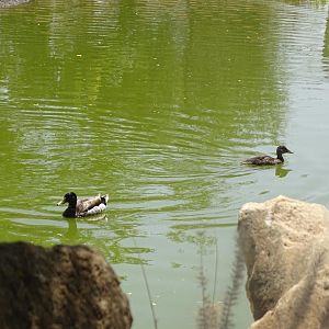 03/05/17 - Wild mallard