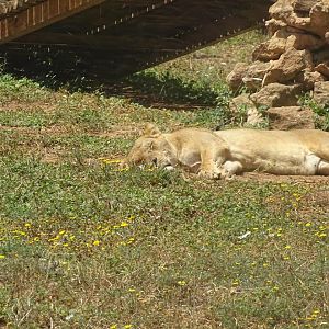 03/05/17 - Barbary lion