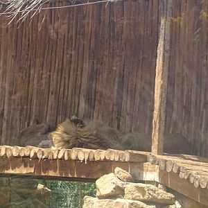 03/05/17 - Barbary lion