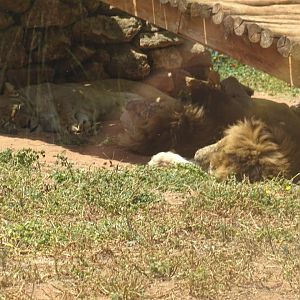 03/05/17 - Barbary lion