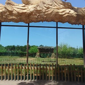 03/05/17 - Barbary lion