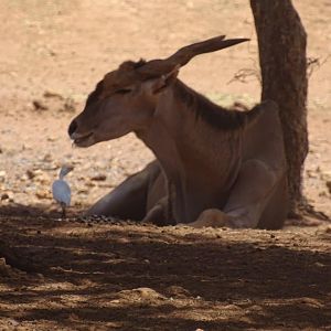 03/05/17 - Common eland