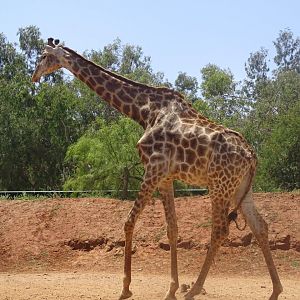 03/05/17 - Cape giraffe