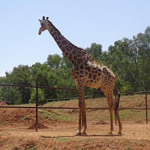 03/05/17 - Cape giraffe