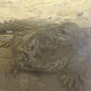 03/05/17 - North African mastigure