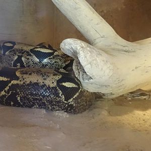 03/05/17 - Red-tailed boa