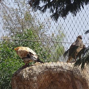 03/05/17 - Egyptian vulture and Bonelli's eagle