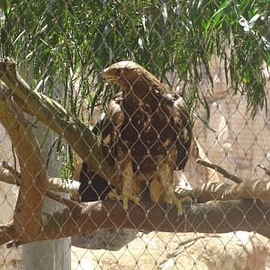 03/05/17 - Eurasian golden eagle