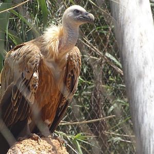 03/05/17 - Eurasian griffon vulture