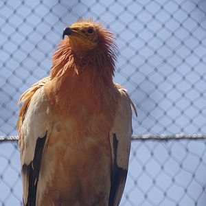 03/05/17 - Egyptian vulture