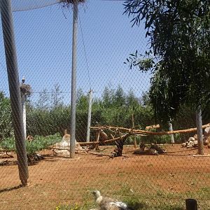 03/05/17 - Griffon vulture (aviary)