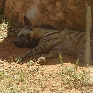 03/05/17 - Arabian stiped hyena