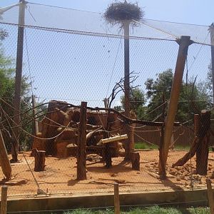 03/05/17 - Mandrill (aviary)