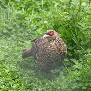 Kalij pheasant - Lalazar Wildlife Park 2017