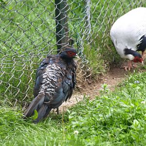 Kalij pheasant and Silver pheasant - Lalazar Wildlife Park 2017
