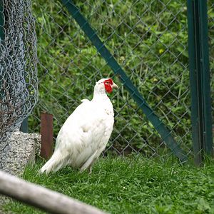 White Common pheasant - Lalazar Wildlife Park 2017