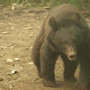 Asiatic Black bear - Lalazar Wildlife Park 2017