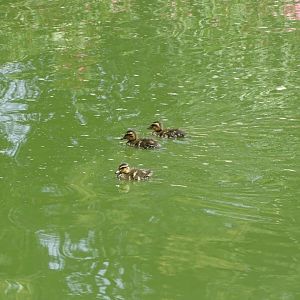 03/05/17 - Wild mallard ducklings