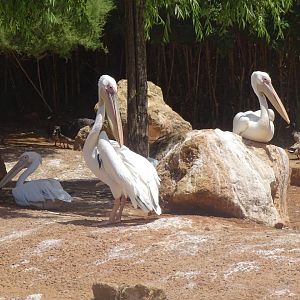 03/05/17 - Great white pelican