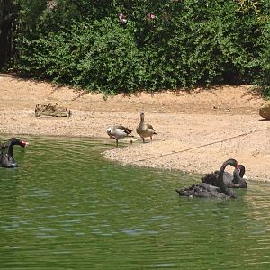 03/05/17 - Black swan and Egyptian goose