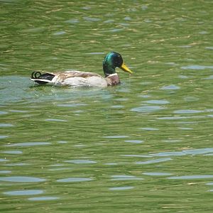 03/05/17 - Wild mallard