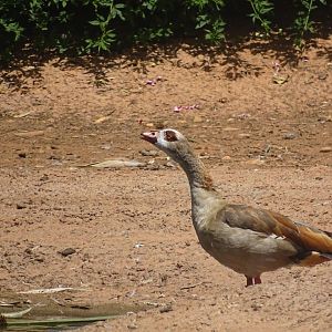 03/05/17 - Egyptian goose
