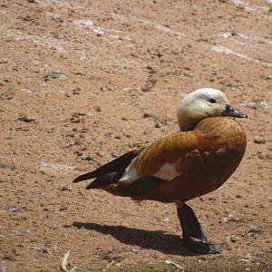 03/05/17 - Ruddy shelduck