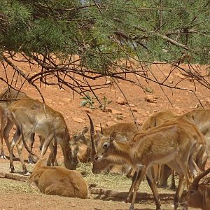 03/05/17 - Red lechwe