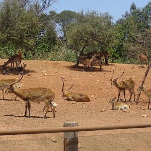 03/05/17 - Red lechwe