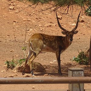 03/05/17 - Red lechwe