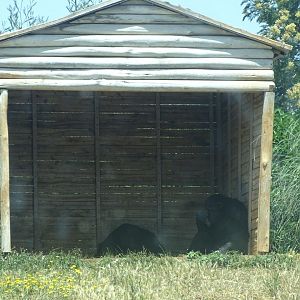 03/05/17 - Chimpanzee