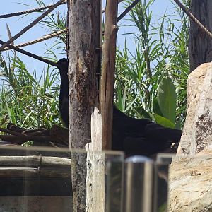 03/05/17 - Chimpanzee