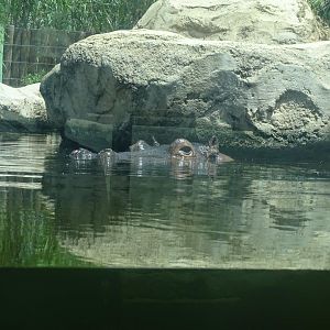 03/05/17 - Common hippopotamus