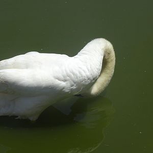 03/05/17 - Mute swan