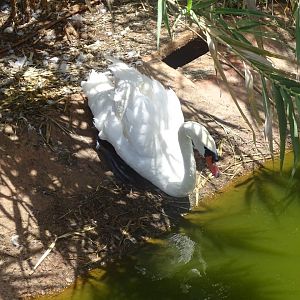 03/05/17 - Mute swa,