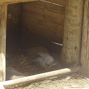 03/05/17 - European otter