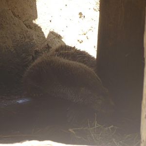 03/05/17 - European otter