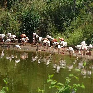 03/05/17 - Greater flamingo