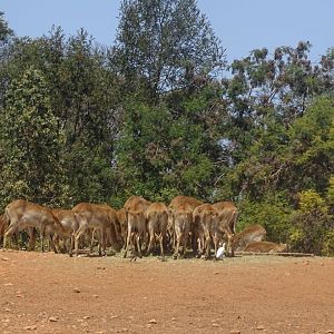 03/05/16 - Red lechwe