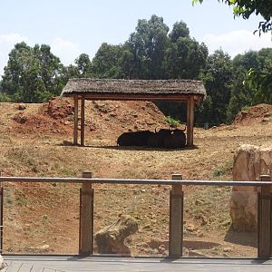 03/05/17 - Cape buffalo