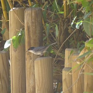 03/05/17 - Wild Sardinian warbler