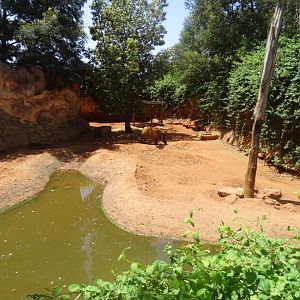 03/05/17 - Red river hog (exhibit)