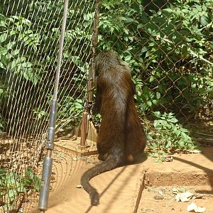 03/05/17 - Campbell's mona monkey