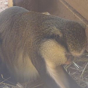 03/05/17 - Campbell's mona monkey