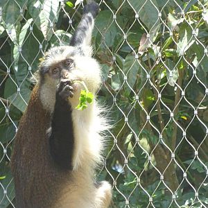 03/05/17 - Campbell's mona monkey