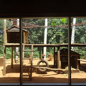 03/05/17 - Campbell's mona monkey (exhibit)