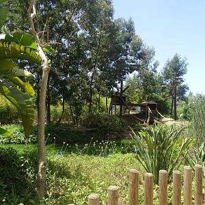 03/05/17 - Red ruffed lemur (exhibit)