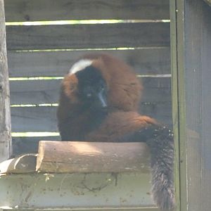 03/05/17 - Red ruffed lemur